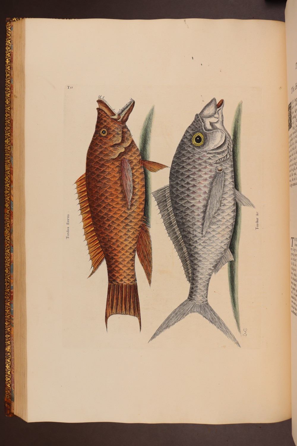 Plate 11